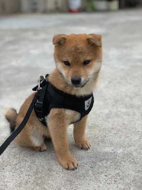 柴犬多少钱一只,好养吗?