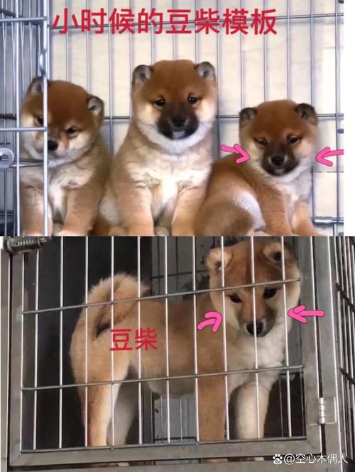新手问下怎么从幼犬上辨别是否是柴犬还有有哪些特征的柴犬比较好