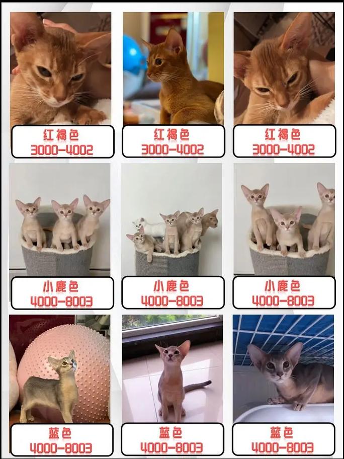 阿比西尼亚猫1000元贵吗