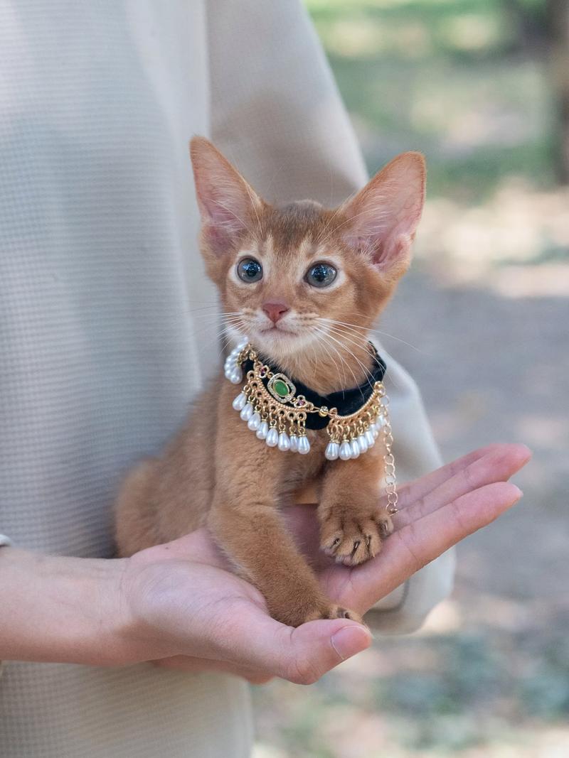 费用
1000以内的猫咪,一千左右买什么猫