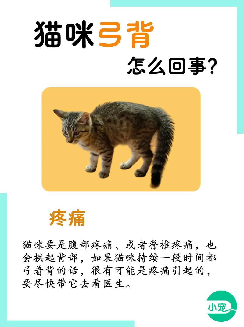 猫咪为什么会弓着背叫唤