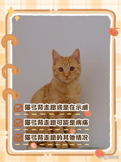 猫咪弓背的6个原因
