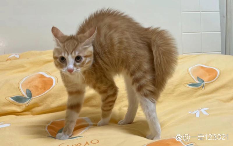 猫咪在什么情况下容易弓背?