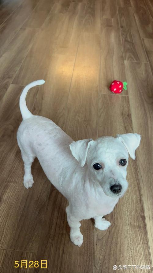 比熊犬几个月可以剪毛