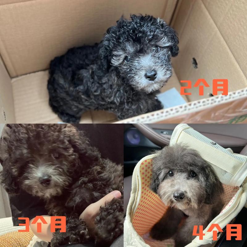泰迪要几个月才可以剃毛?