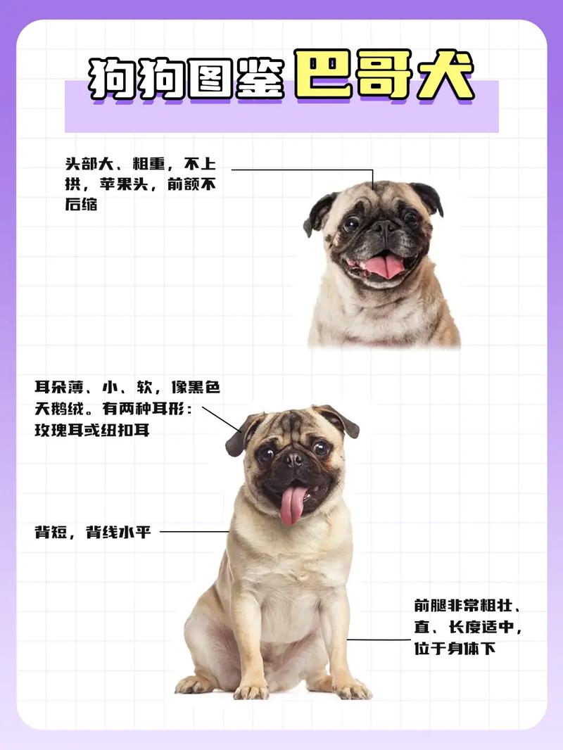 巴哥犬几岁智商比较高
