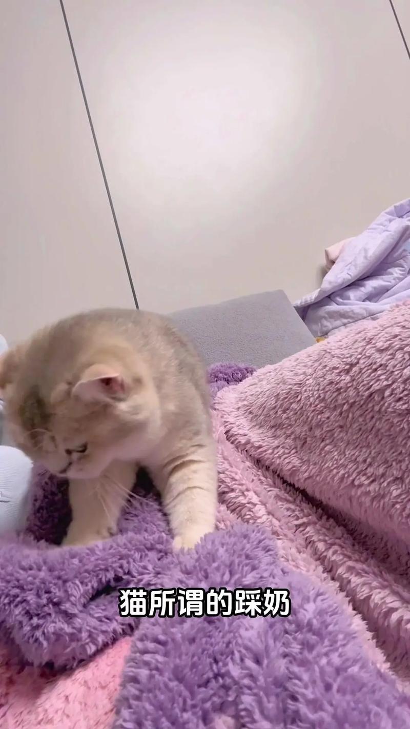 猫咪睡觉喜欢吮吸被子和衣服附带踩奶动作,这种情况咋办?