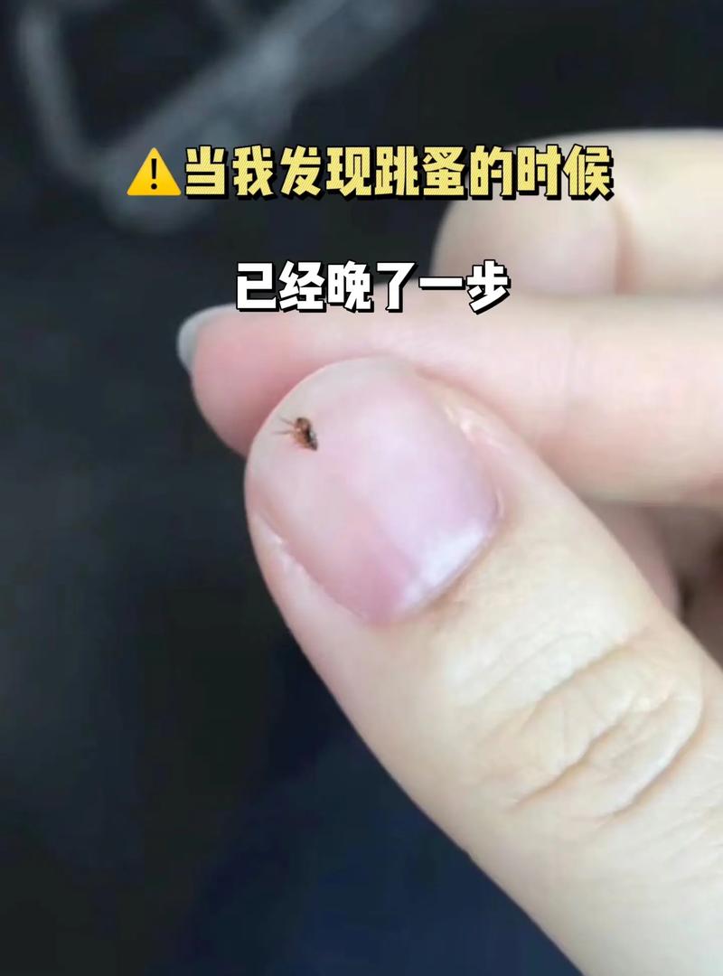 猫咪长跳蚤怎么办1岁的猫咪长跳蚤