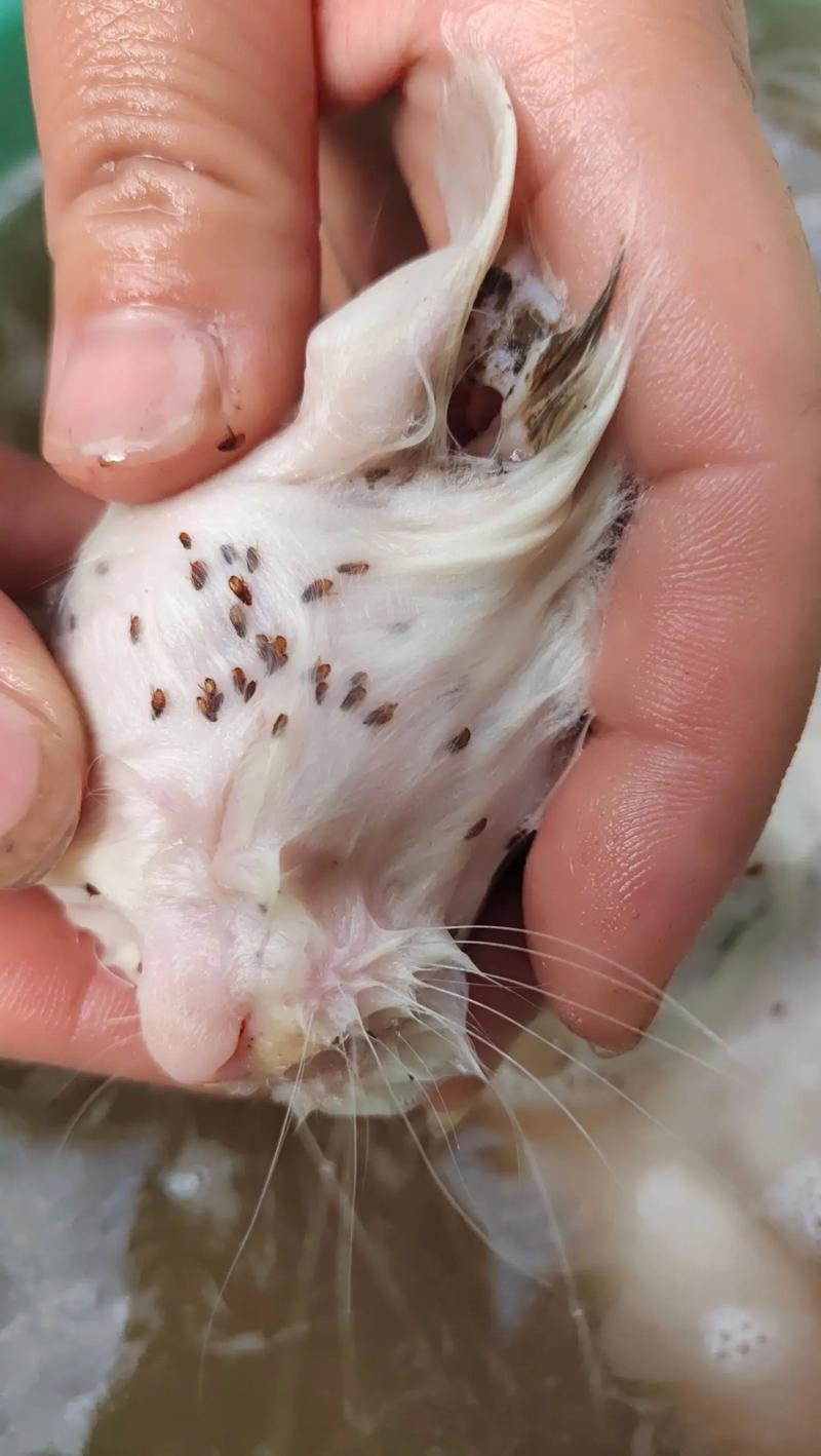 猫咪长跳蚤怎么办?