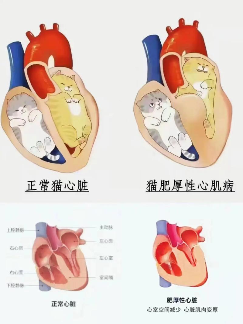 猫身上什么地方怕痒?还有它们的心脏在身体的什么位置?
