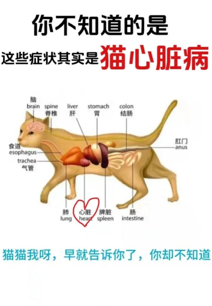 猫咪心脏在哪里
