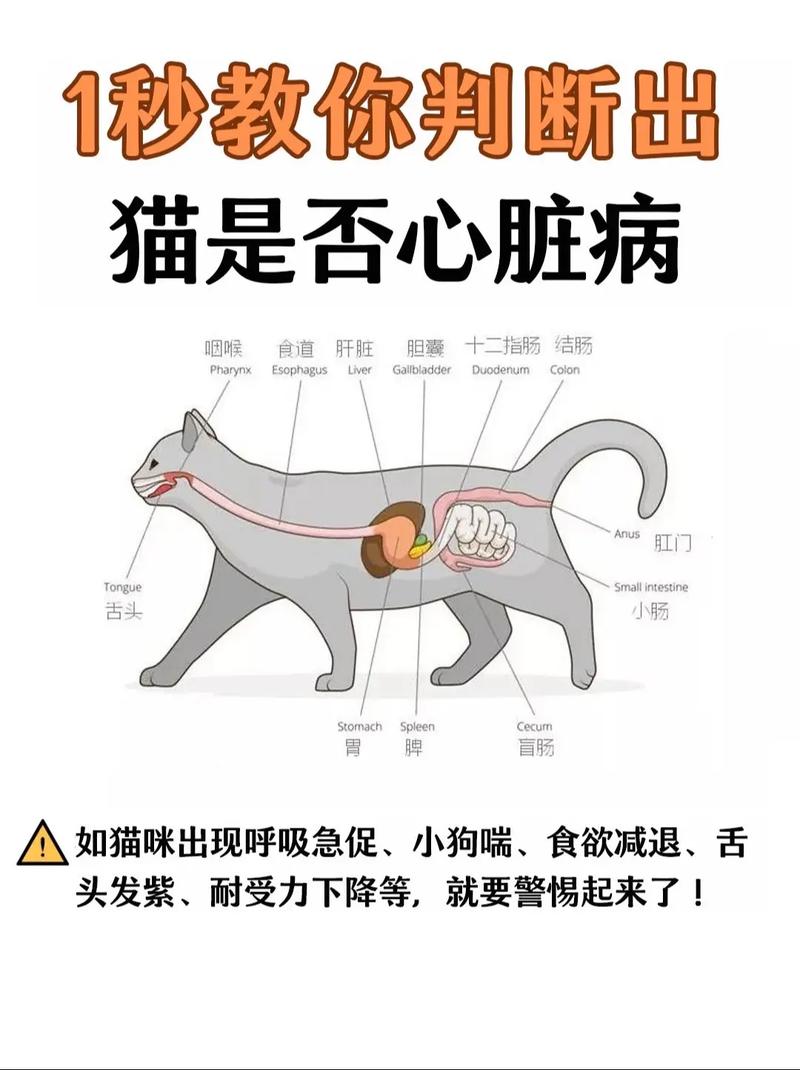 猫的心脏在哪个位置