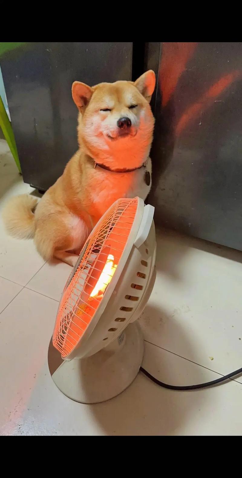 狗狗为什么不能烤火呀