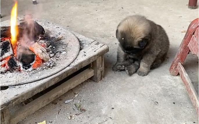 狗狗烤火对身体有害吗