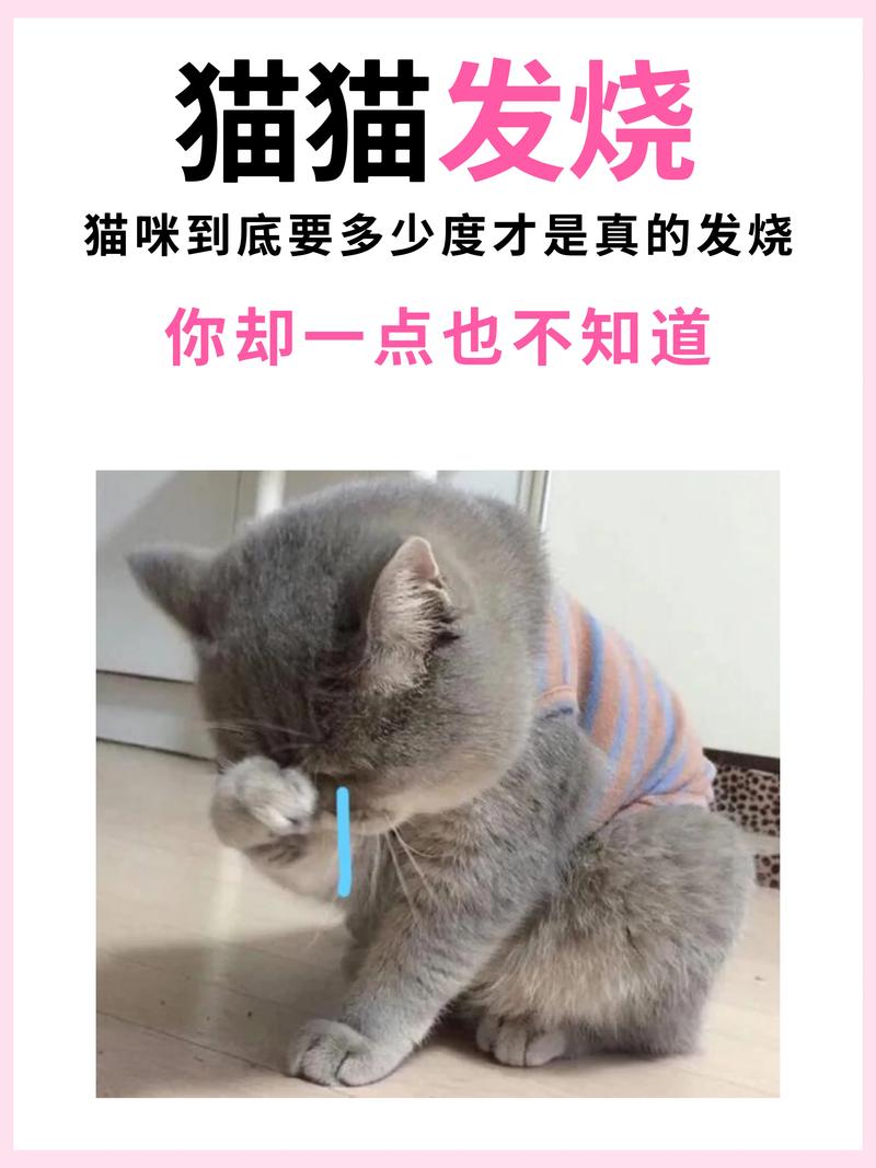 猫咪发烧有哪些症状