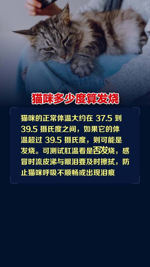 猫咪发烧的症状表现