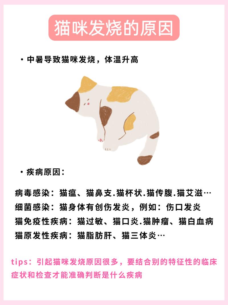 猫发烧多少度,能够自愈吗?