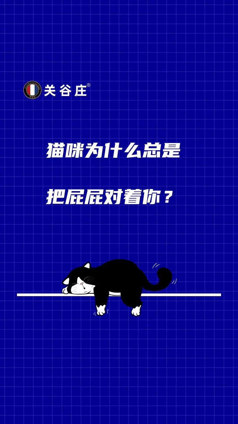 苏格兰折耳猫拿屁股对人,这是什么原因呢?