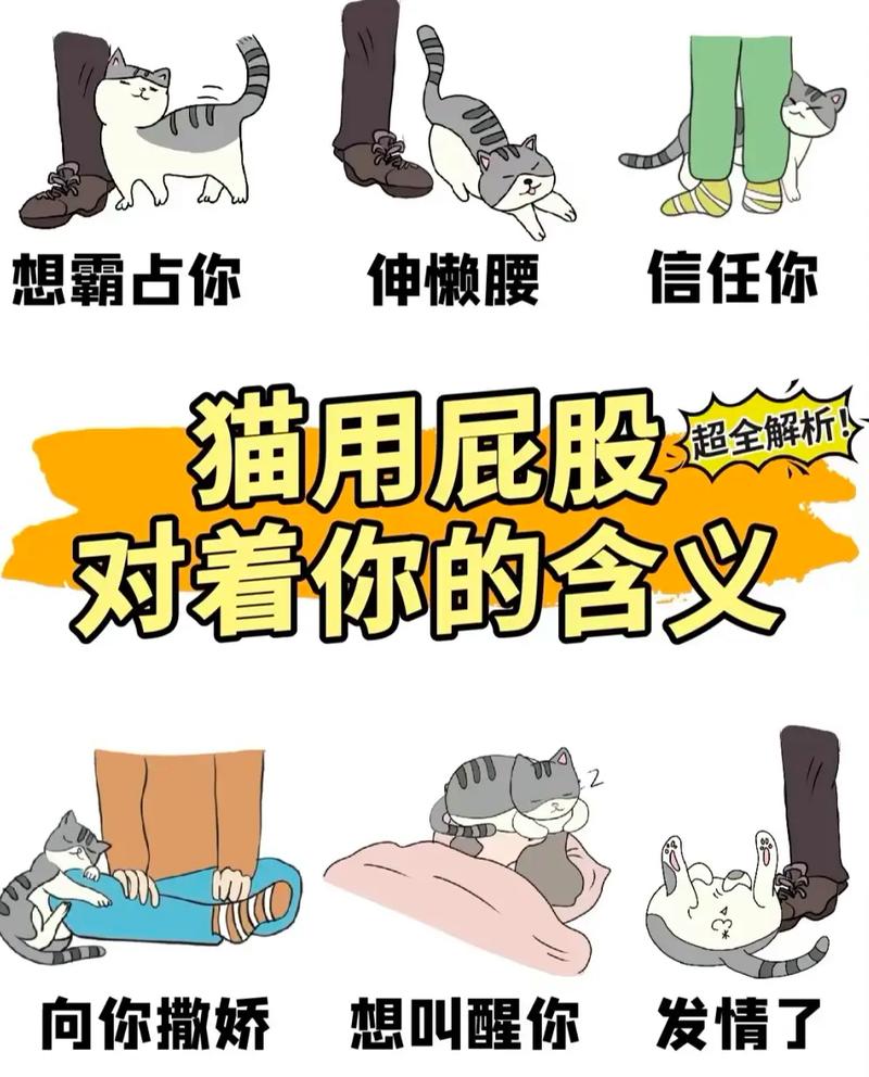 猫咪为什么对着你撅起屁屁呢?