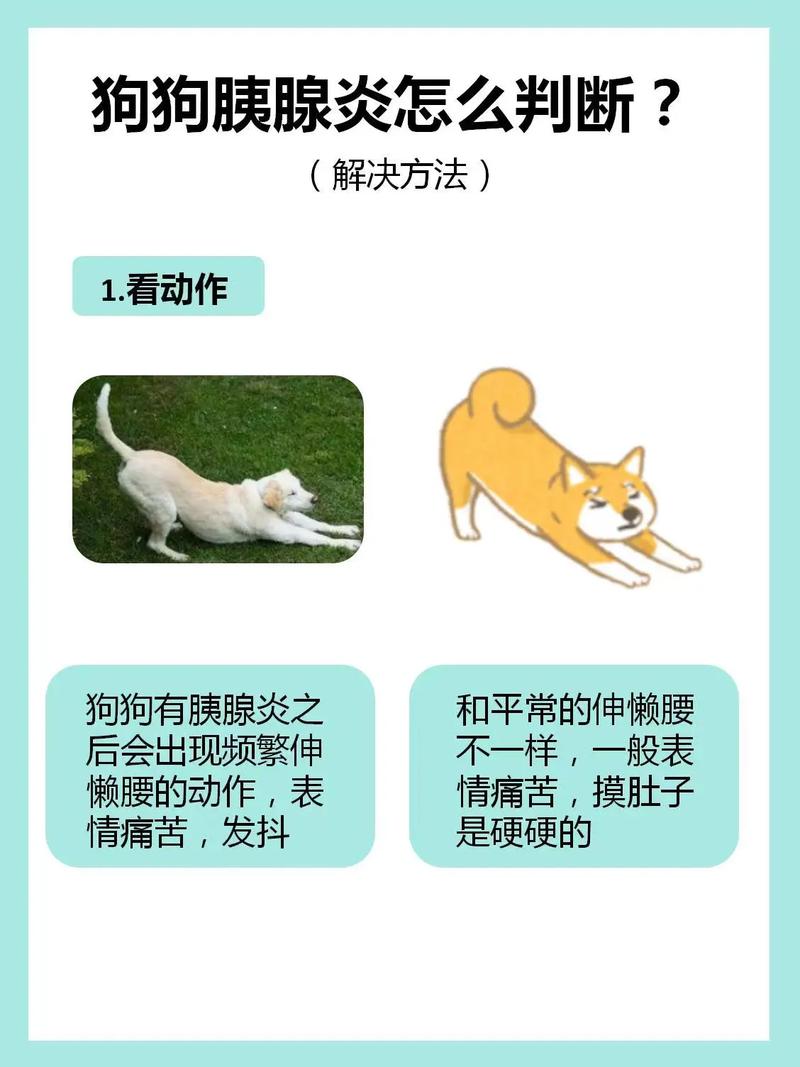狗狗得了胰腺炎怎么办