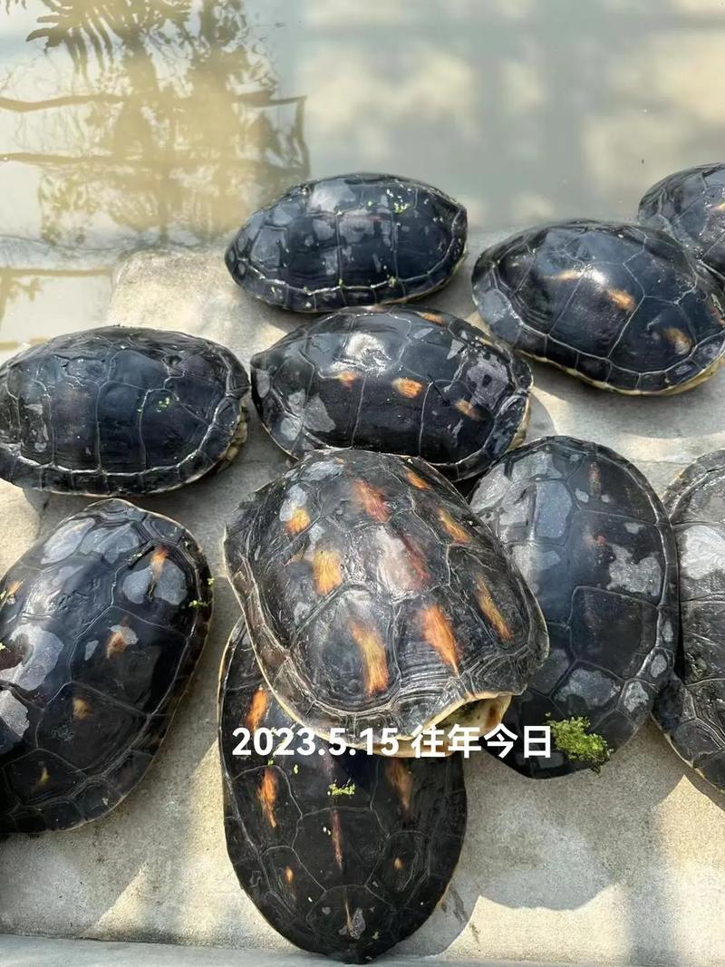 六斤的野生乌龟多少钱一斤啊