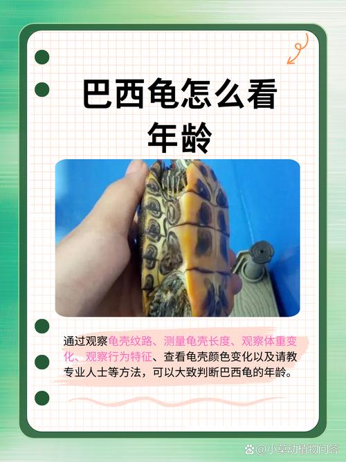 巴西龟具体要怎么样?