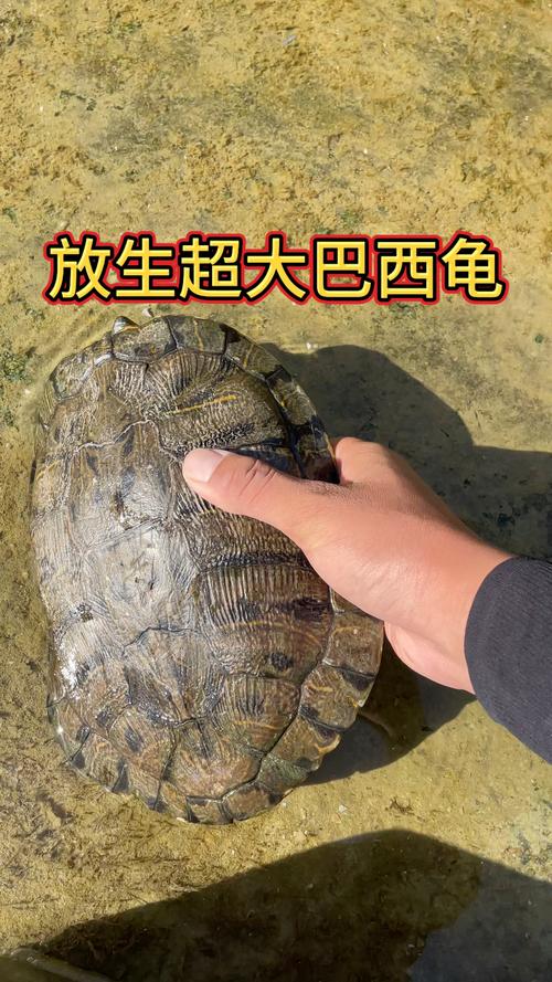 巴西龟能放生吗