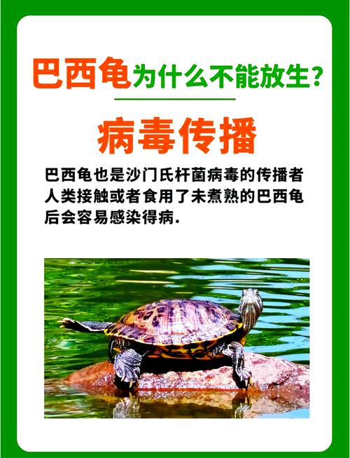 巴西龟多少钱一只?