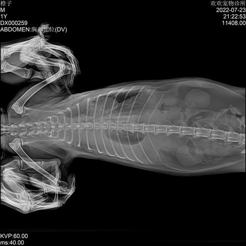 猫咪肺积水早期症状
