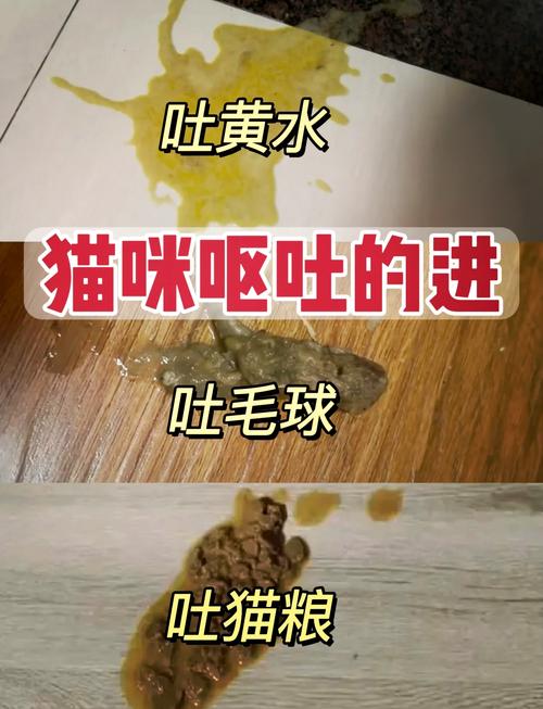 猫肺积水严重吗能活多久,猫肺积水存活率