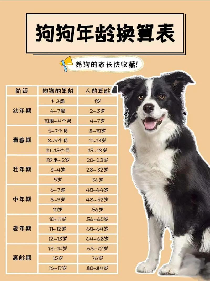 杜宾犬会长多大?