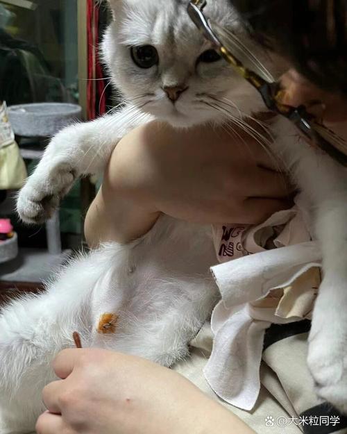 橘猫绝育后变得嗜睡是什么情况?
