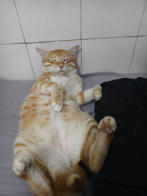 母猫绝育后嗜睡,这正常吗???