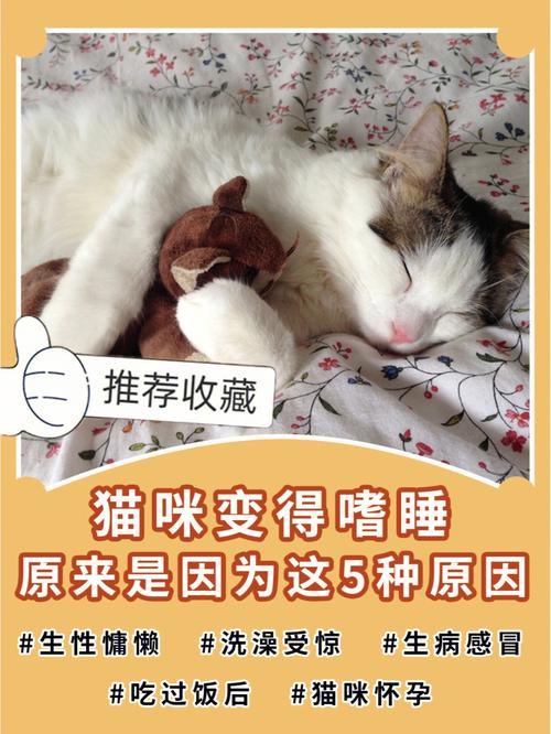 母猫绝育后变得嗜睡是怎么回事?