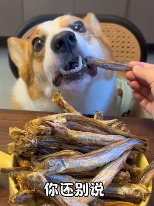 狗狗能吃鱼籽吗