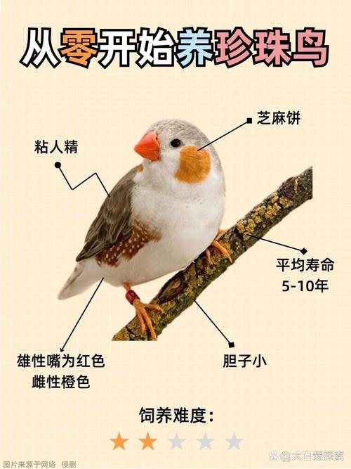 近来
国内可以合法饲养的7种鹦鹉以及优缺点