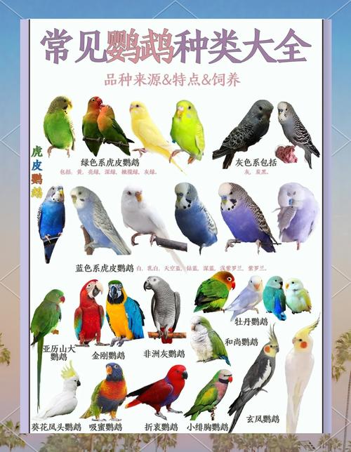 关于饲养黄桃脸牡丹鹦鹉