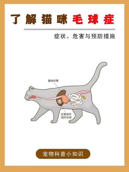 猫咪去毛球最有效的方法