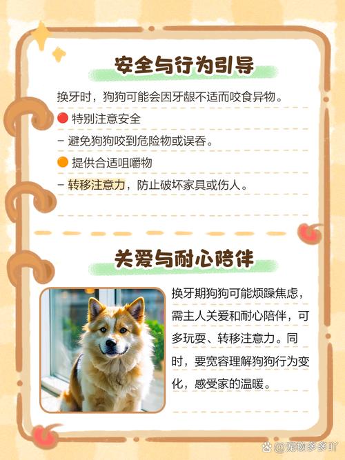 狗狗换牙期间要注意什么,多大开始换牙