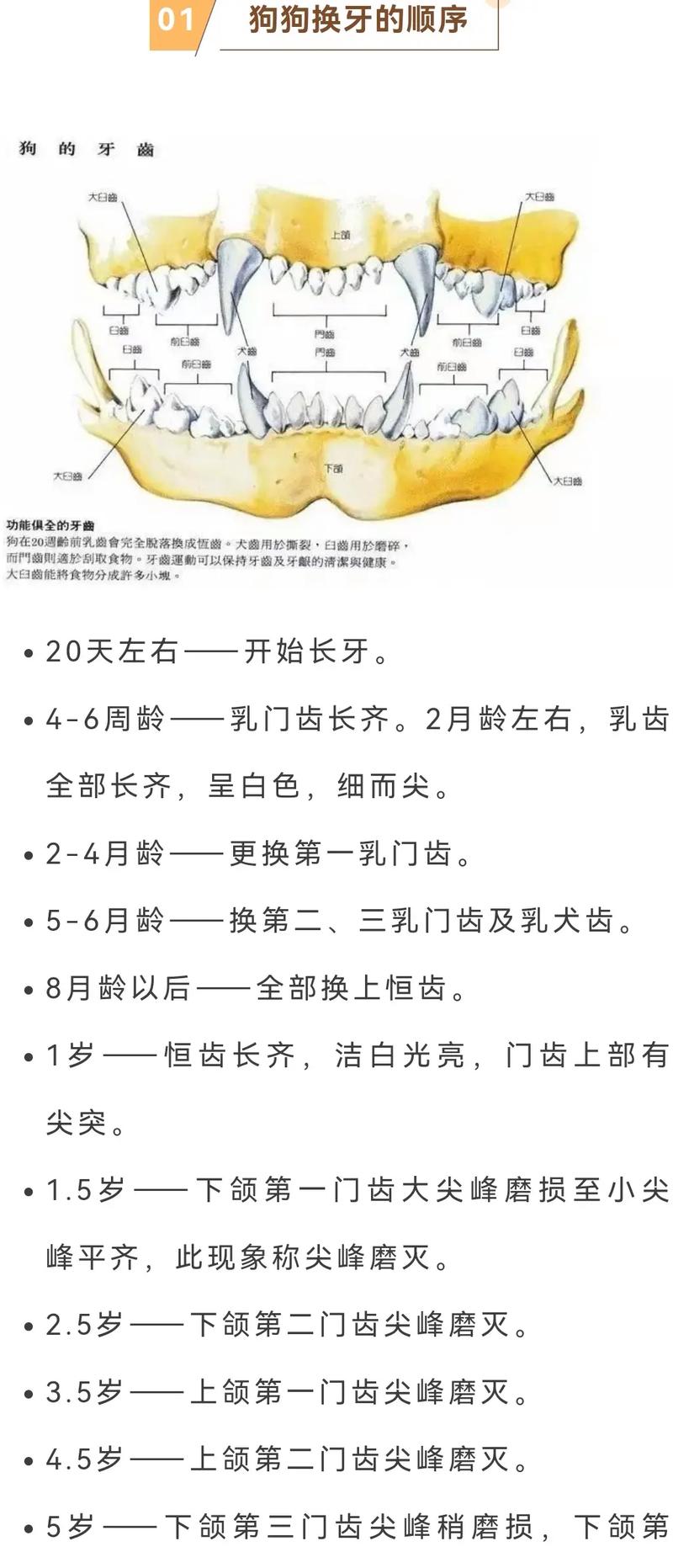 狗狗多大换牙