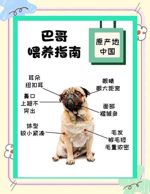 巴哥犬的喂养？巴哥犬的喂养方法？