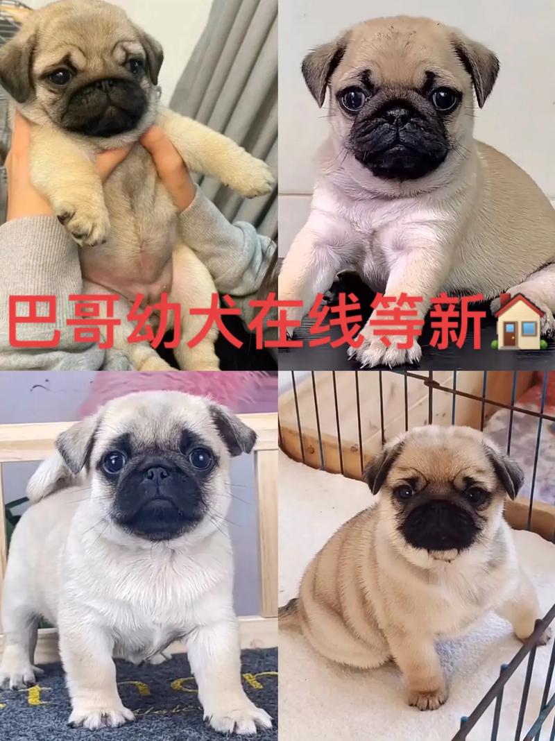 刚到家的巴哥幼犬该怎么饲养?