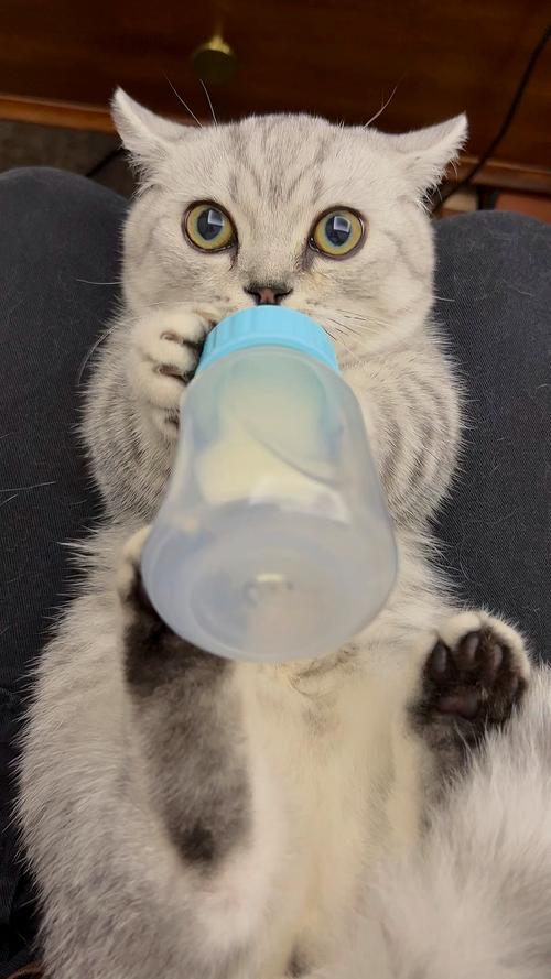 猫咪可以吃酸奶不
