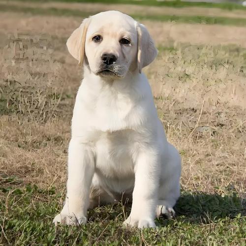 拉布拉多犬100一300元