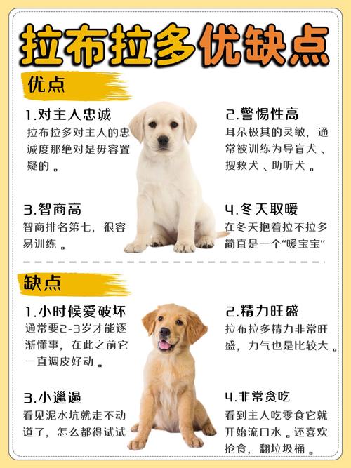 拉布拉多犬的饲养一月多少钱?