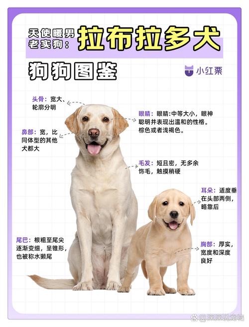 100元可以买什么狗