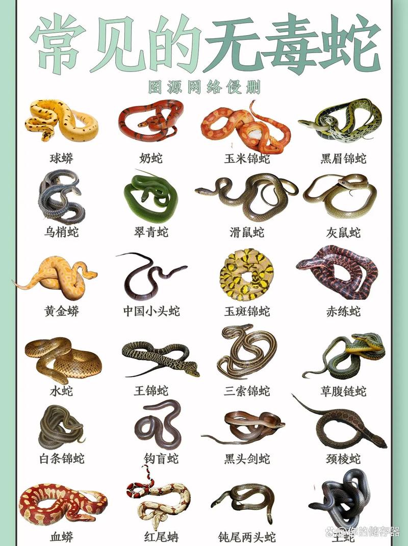 不常见的动物有哪些