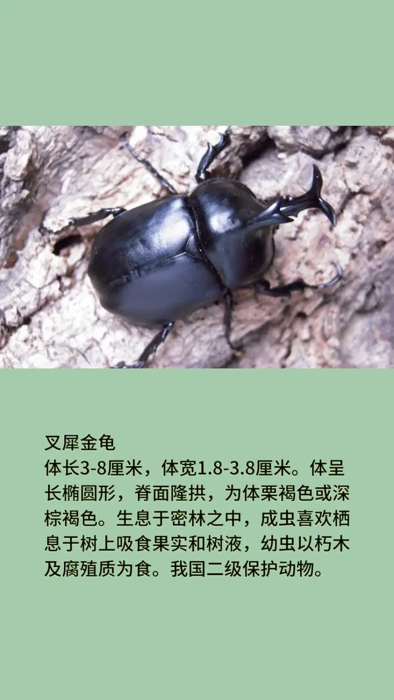 黄金龟甲虫吃什么？黄金龟甲虫幼虫长什么样？
