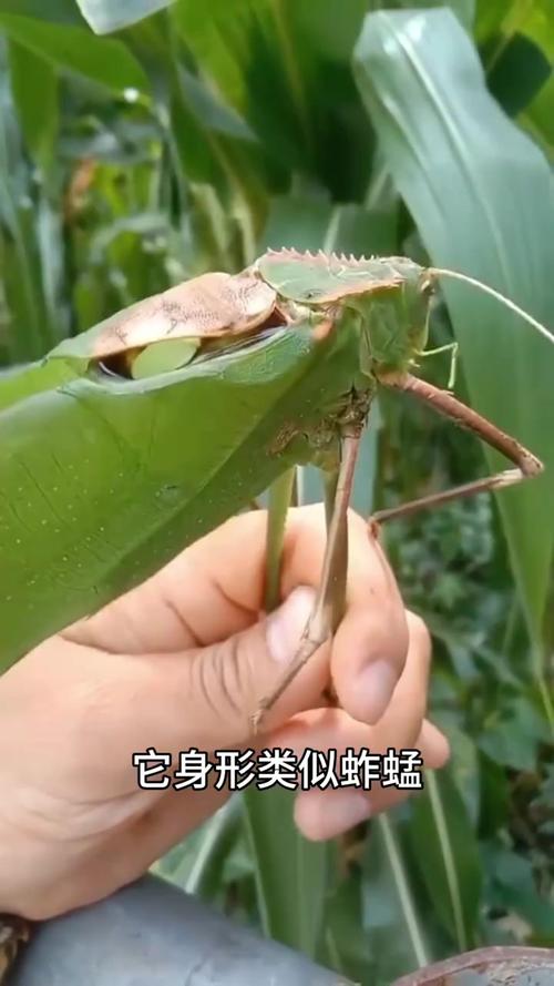 这是什么昆虫?