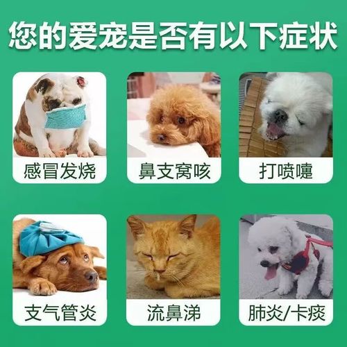 狗咳嗽能不能吃甘草片